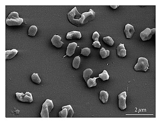 <i>Methanohalophilus</i> Genus of archaea