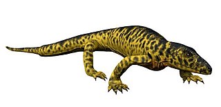 <i>Mycterosaurus</i> Extinct genus of tetrapods