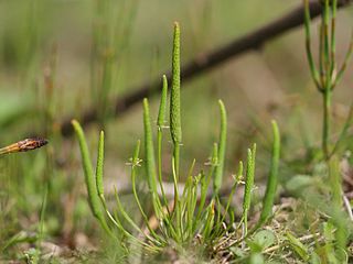 <i>Myosurus minimus</i> Species of flowering plant