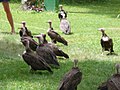 Kappengeier Hooded Vulture