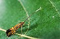 Nemophora uncella (Adelidae)