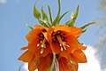 26 août 2007 Fritillaria imperialis