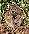 Parma wallaby