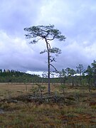 Pantan torbosa en Dalarna, Sveria