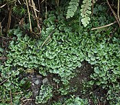 Pellia epiphylla på fuktig jord.