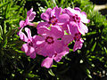 Phlox subulata 'Holly'