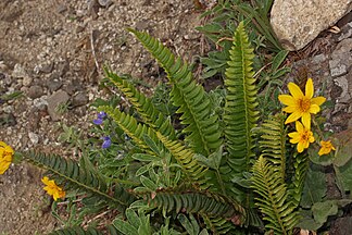 Northern hollyfern (Polystichum lonchitis)