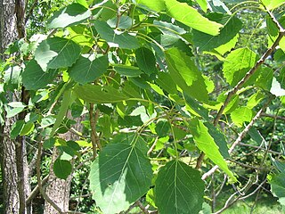 <i>Populus grandidentata</i> Species of deciduous tree native to North America