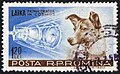 Лајка је био први од совјетских паса послатих у свемир, први живи сисар послат у Земљину орбиту и прва орбитална жртва (3. новембар 1957)