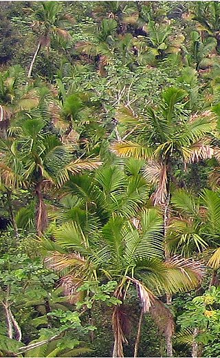 <i>Prestoea</i> Genus of palms