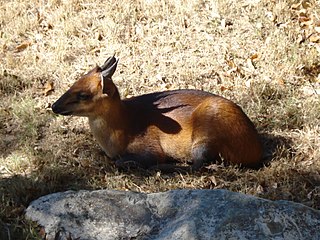 <span class="mw-page-title-main">Red-flanked duiker</span> Species of mammal