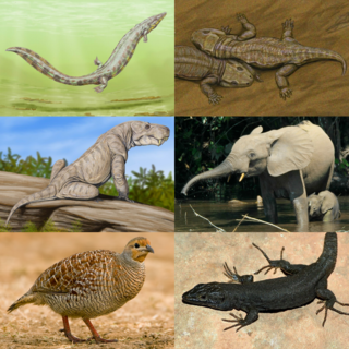 <span class="mw-page-title-main">Reptiliomorpha</span> Clade of reptile-like animals