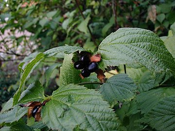 Rhodotypos scandens, llwyn Japaneaidd gyda ffrwythau uchel mewn amygdalin gwenwynig