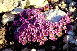 Saxifraga oppositifolia sobre unha pedra, en Canadá