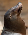 "Sea_lion_head.jpg" by User:C messier