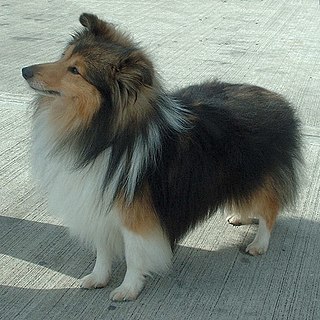 <span class="mw-page-title-main">Shetland Sheepdog</span> Dog breed