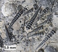 A cluster of Tentaculites from the Milwaukee Formation.