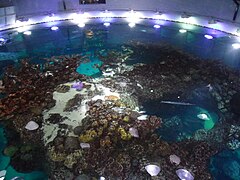 Top Giant Ocean Tank Coral Reef New England Aquarium.jpg