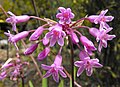 Tulbaghia fragrans