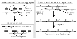 <span class="mw-page-title-main">Unequal crossing over</span> Chromosomal crossover resulting in gene duplication or deletion