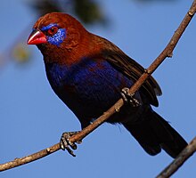 Uraeginthus-Ianthinogaster-Serengeti.JPG