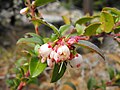 Vaccinium ovatum