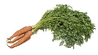 <span class="mw-page-title-main">Carrot</span> Root vegetable