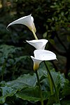 Zantedeschia aethiopica -1.jpg