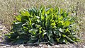 Leggsýra, sýruleggur (Rumex acetosa)