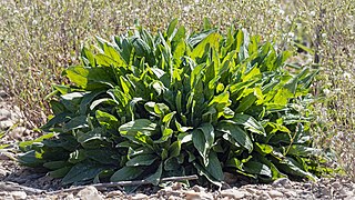 <span class="mw-page-title-main">Sorrel</span> Flowering plant in the family Polygonaceae