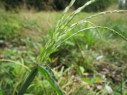 Rikkaverihirssi (Digitaria sanguinalis)