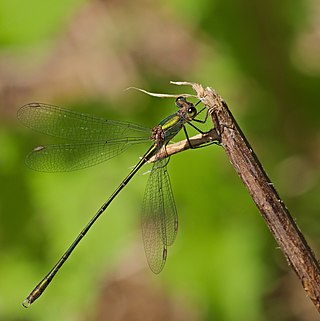 <i>Chalcolestes viridis</i> Species of damselfly