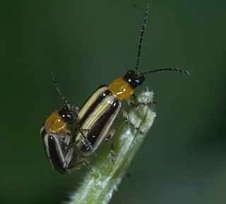 Luperini (beetle) Tribe of beetles