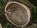 Cut wood, Robe Canyon Historic Park