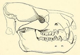 <i>Achaenodon</i> Extinct mammal