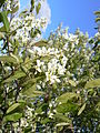 Amelanchier ovalis