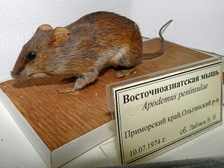 <span class="mw-page-title-main">Korean field mouse</span> Species of rodent