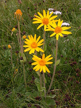 Kalninė arnika (Arnica montana)