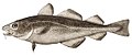 Atlantic cod Gadus ogac torsk