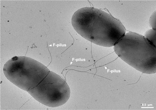 <span class="mw-page-title-main">Bacterial conjugation</span> Method of bacterial gene transfer