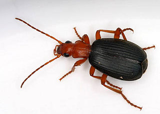 <i>Brachinus</i> Genus of beetles