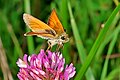 Small skipper (Germany 2009)