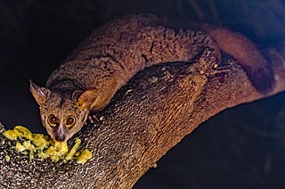 <span class="mw-page-title-main">Galago</span> Family of primates