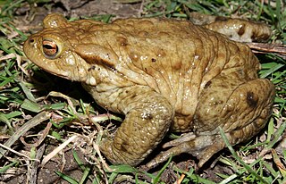 <i>Bufo</i> Genus of amphibians