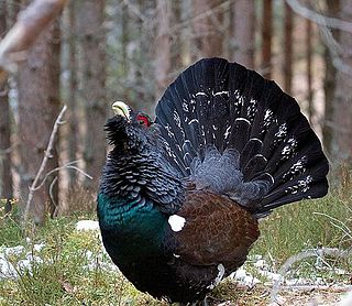 <span class="mw-page-title-main">Western capercaillie</span> Species of bird