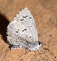 Celastrina ladon (spring azure) Adult, ventral view of wings.