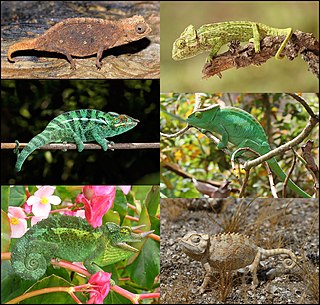 <span class="mw-page-title-main">Chameleon</span> Family of reptiles