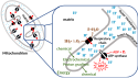 Chemiosmotic coupling in a mitochondrion (redrawn)