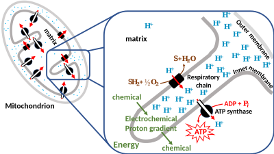 Energy conversion by the inner mitochondrial membrane and chemiosmotic coupling between the chemical energy of redox reactions in the respiratory chain and the oxidative phosphorylation catalysed by the ATP synthase. Chemiosmotic coupling mitochondrion.svg