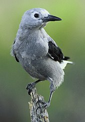 Clark's nutcracker ClarksNutcracker23.jpg